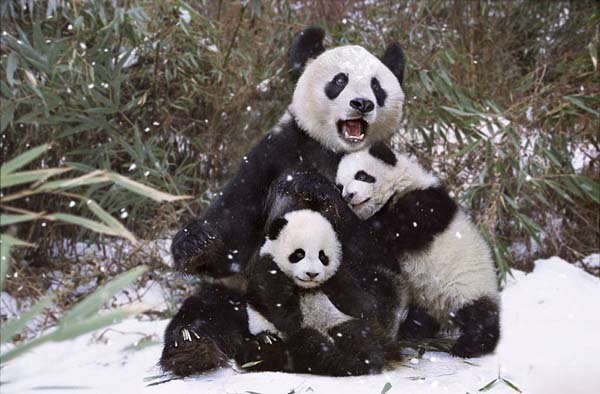 5-day Sichuan Chengdu Leshan Panda Volunteer Tour